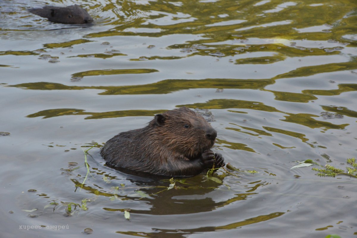 Плотина Бобров