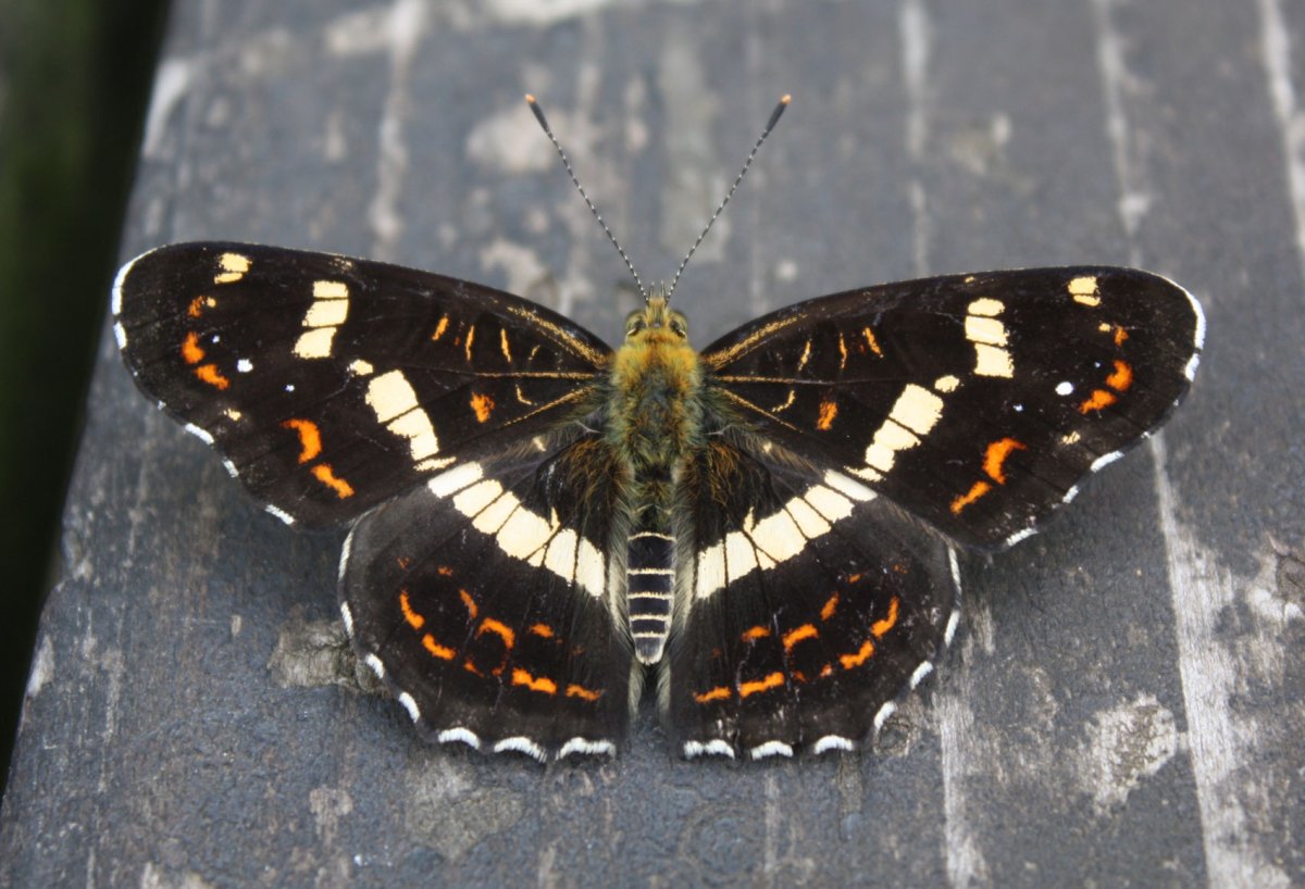 Полиморфизм бабочек