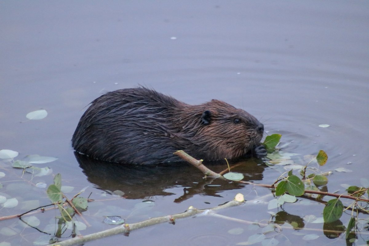 Бобр и ондатра