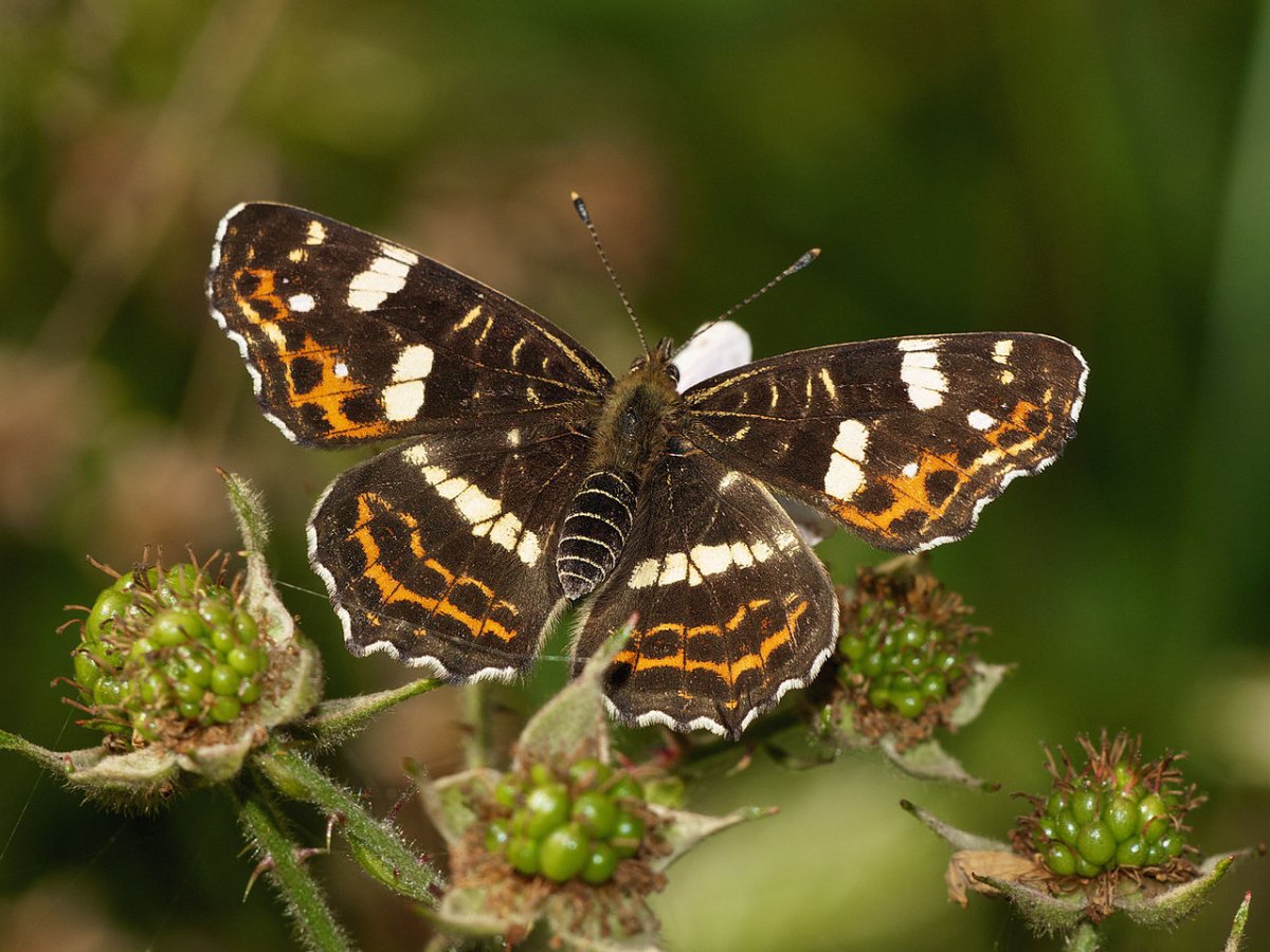 Крыло бабочки Макросъемка