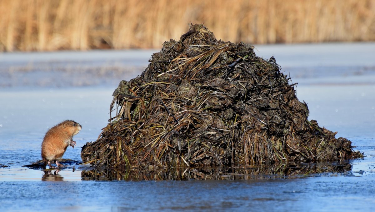Толстый Бобр