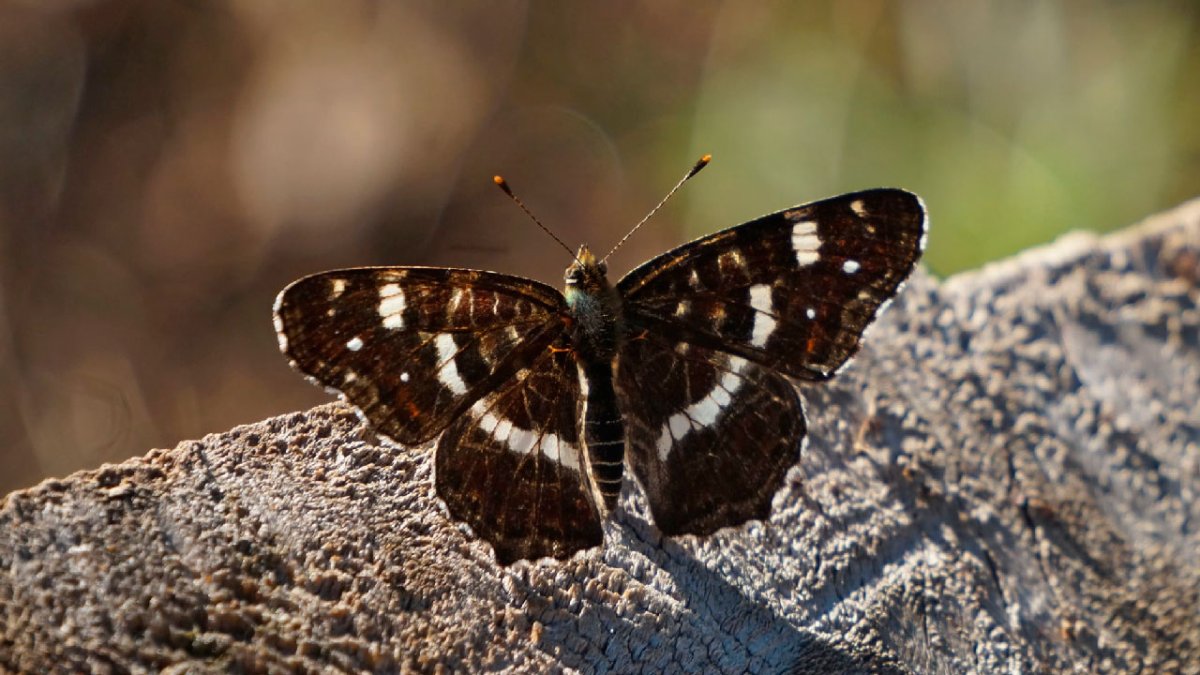 Araschnia Levana Пестрокрыльница изменчивая