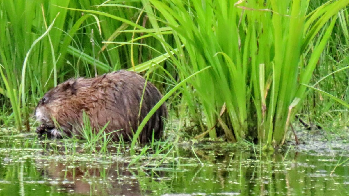 Ондатра и бобер