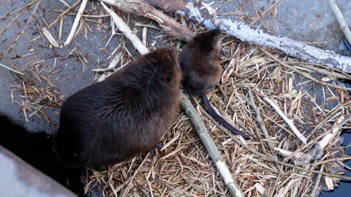 Бобры в Карелии