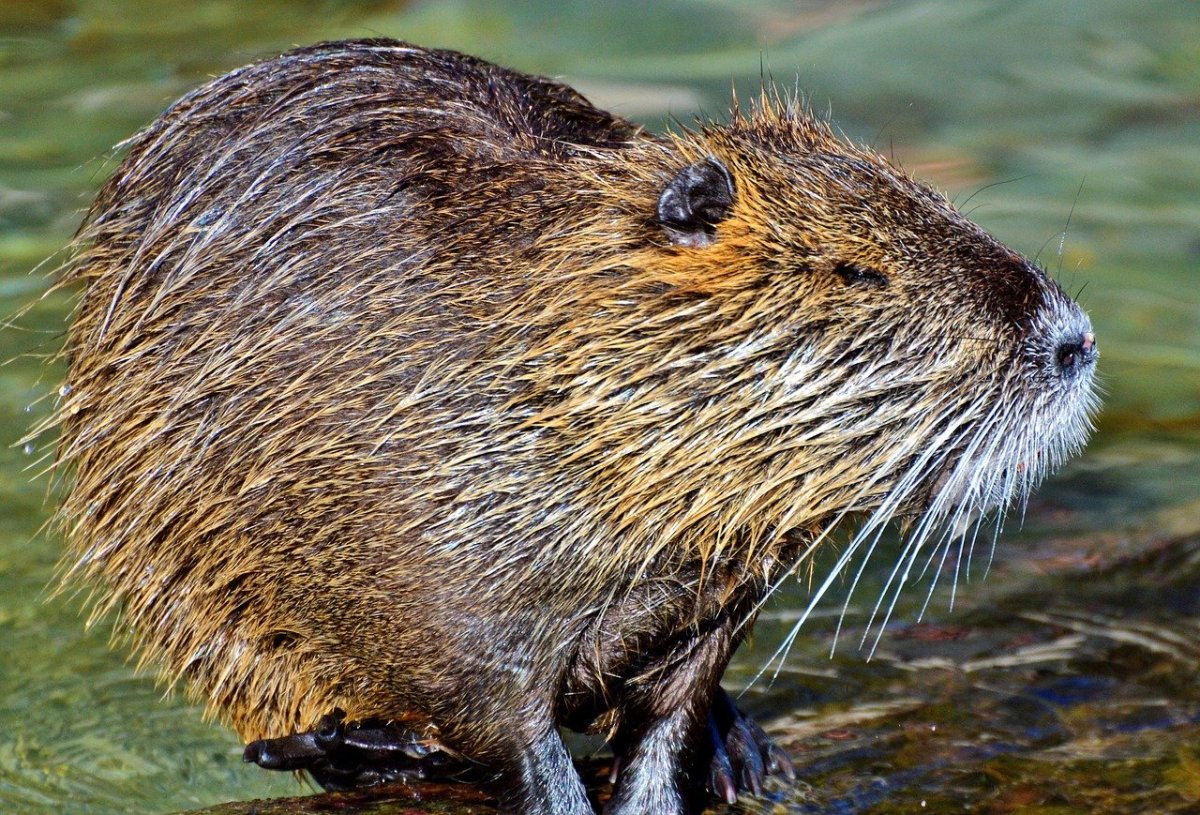 Речной Бобр красная