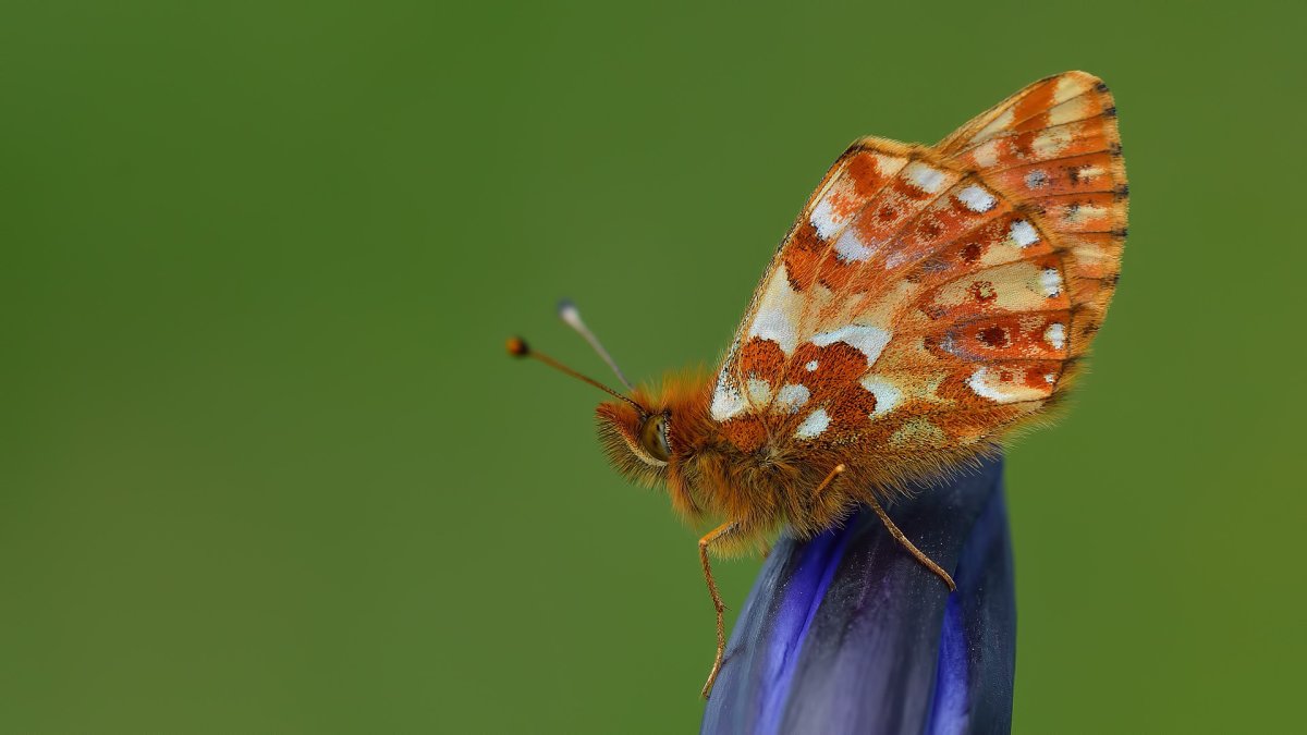 Сатурния цекропия бабочка