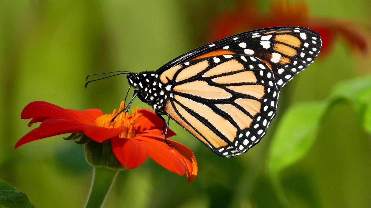 Необычная моль