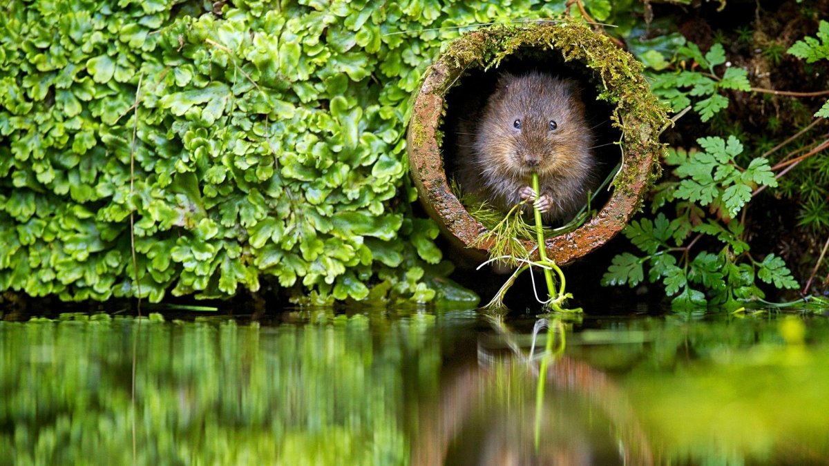 Ондатры и бобры