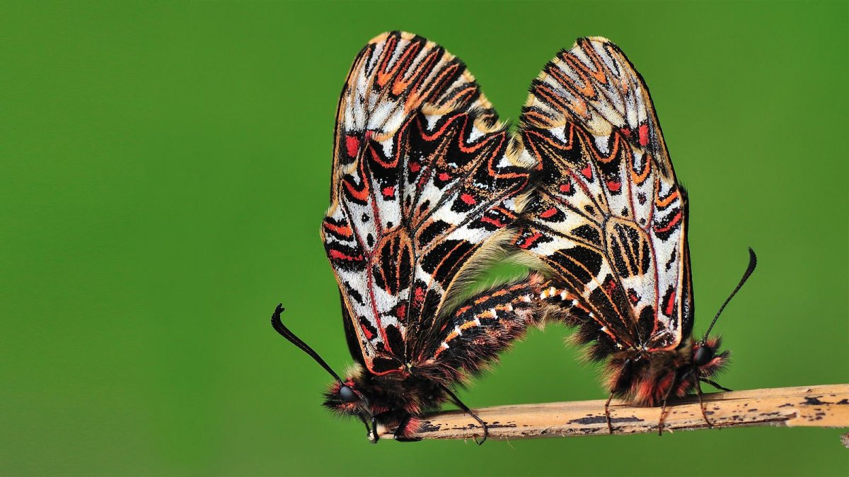 Бабочки мира