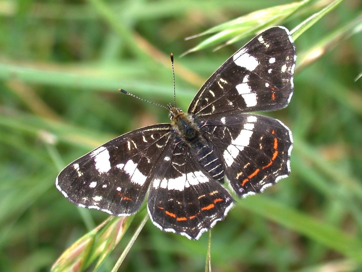 Araschnia Levana Linnaeus, 1758