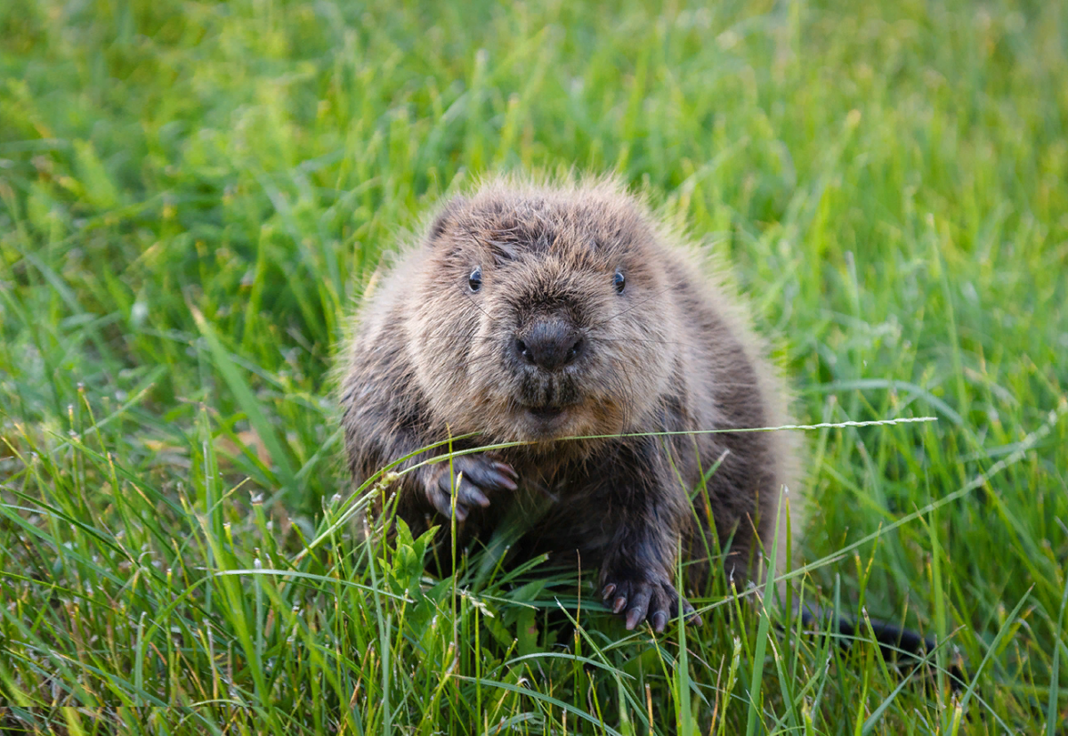 Обыкновенный Бобр хвост