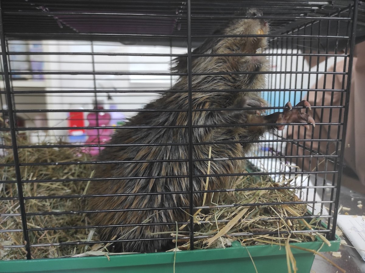 Нутрия и ондатра