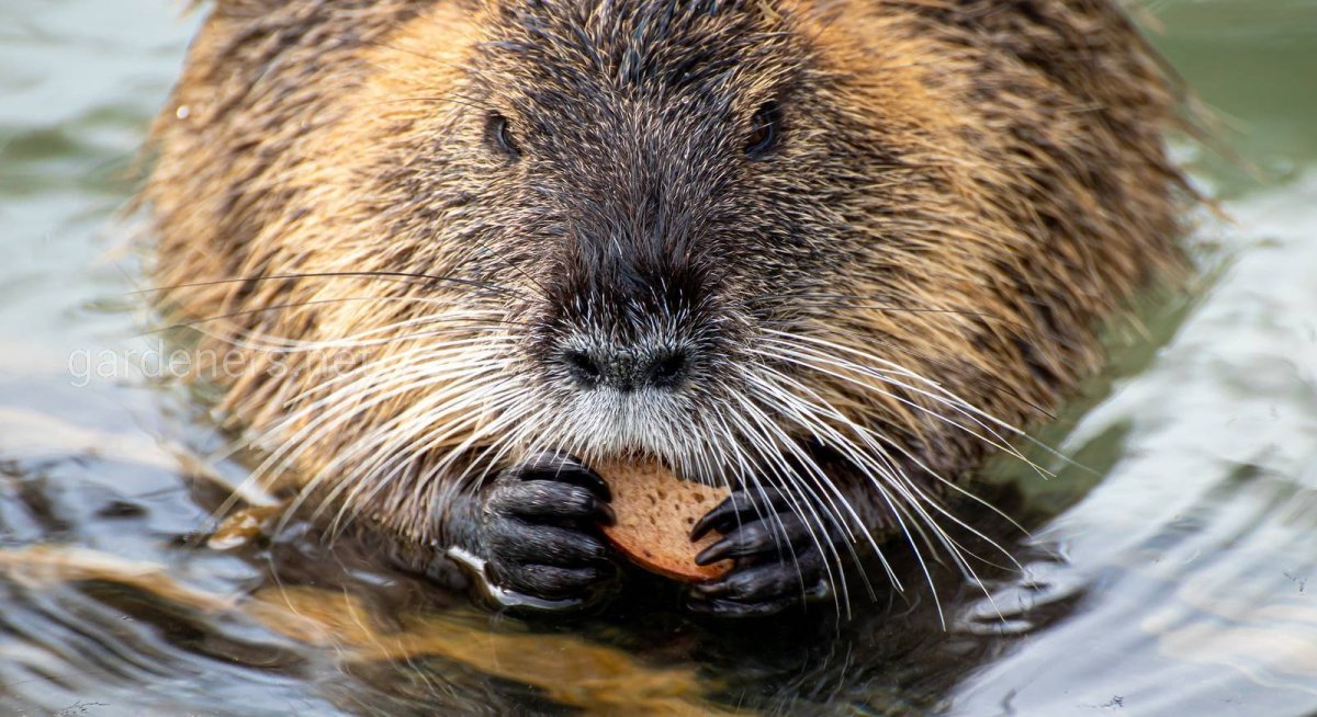 Нутрия и ондатра