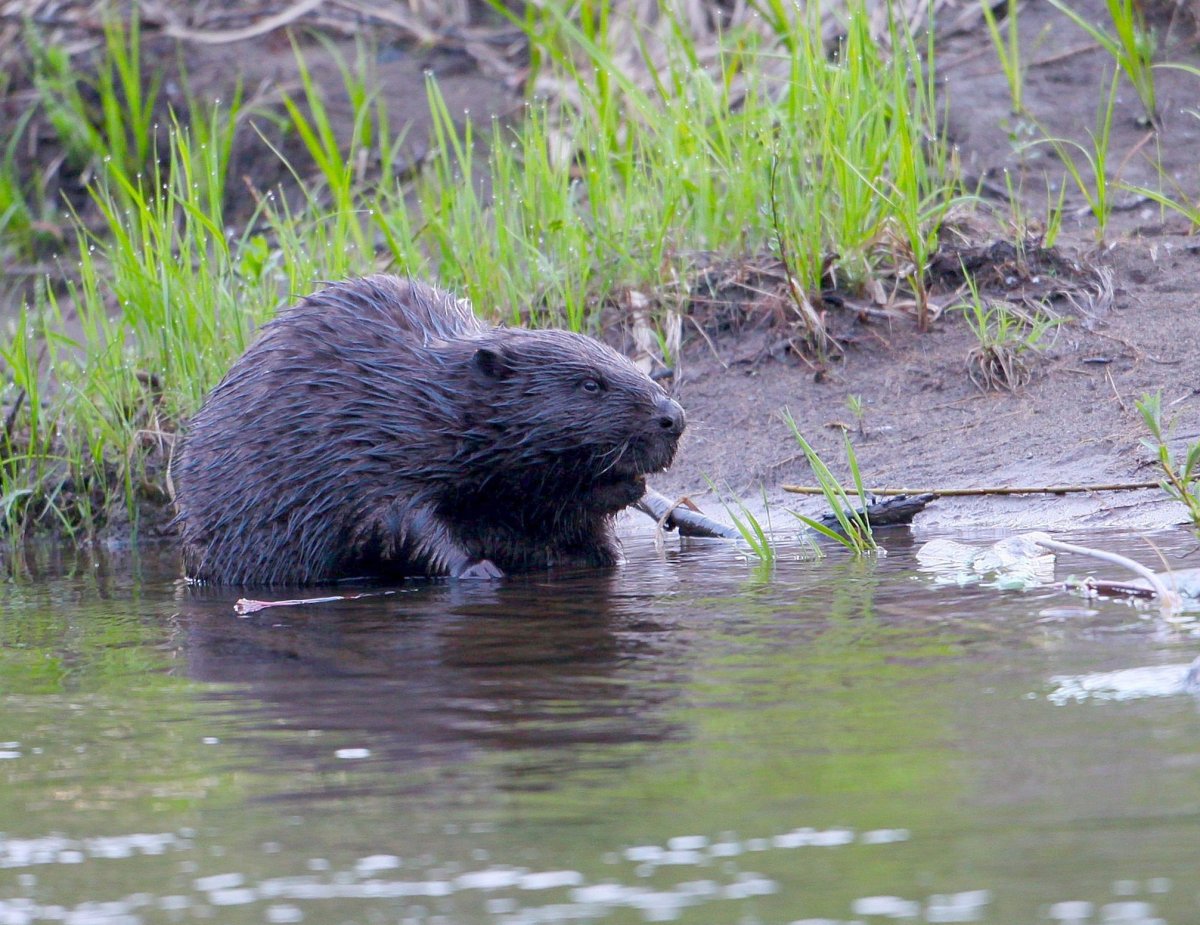 Байкальский бобер