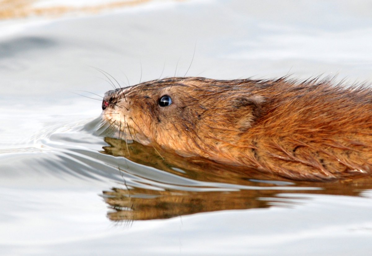Обыкновенный Бобр