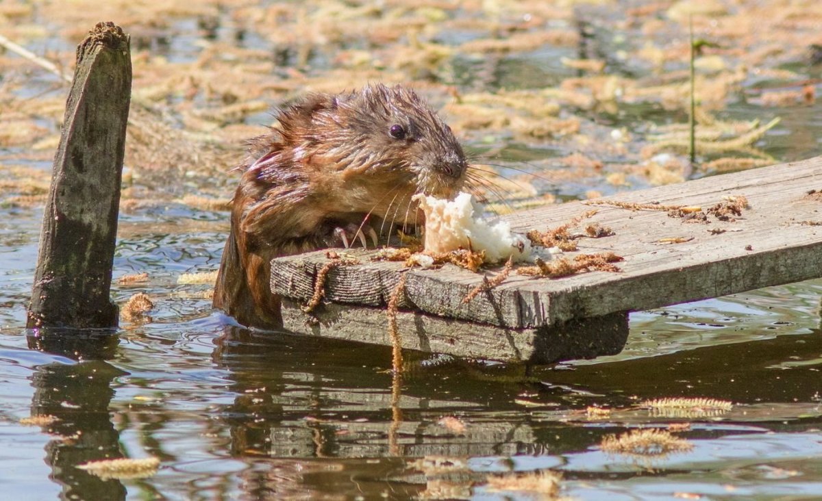 Толстый Бобр