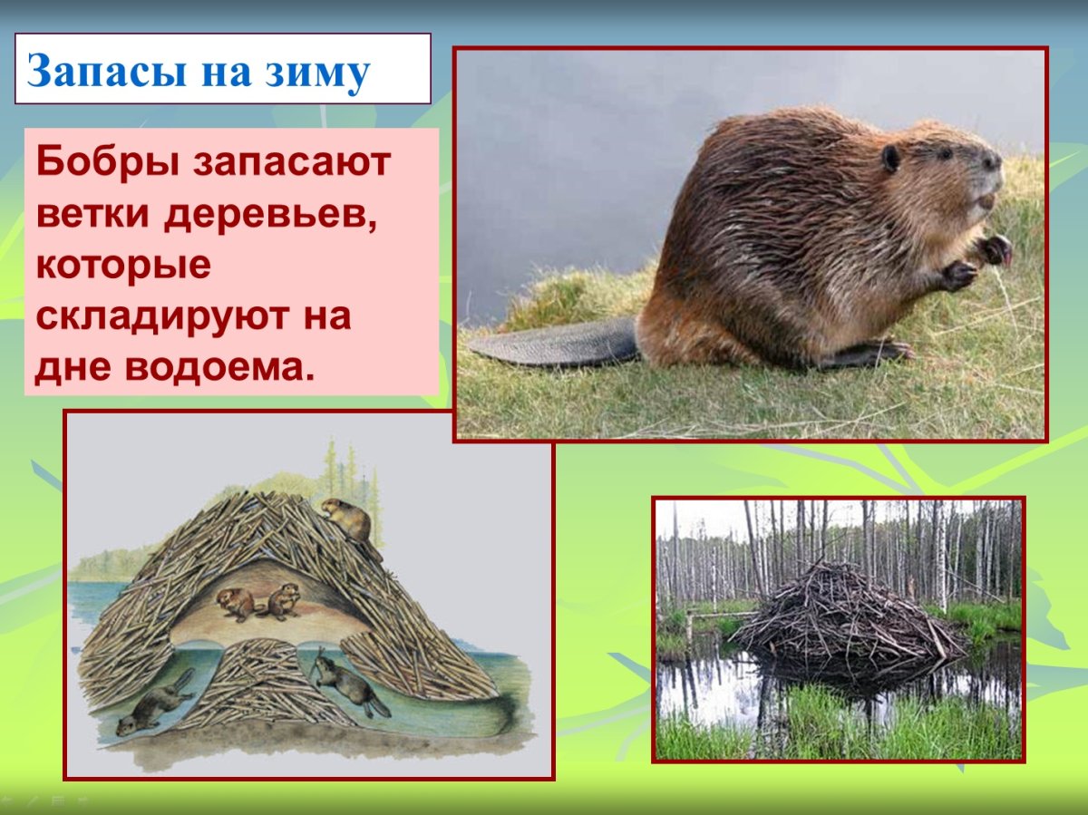 Бобр обыкновенный – Castor Fiber