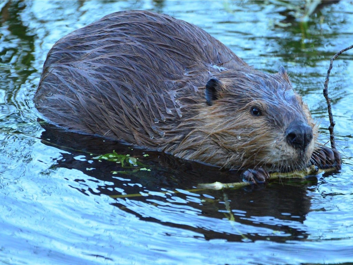 Ондатра Речной Бобр