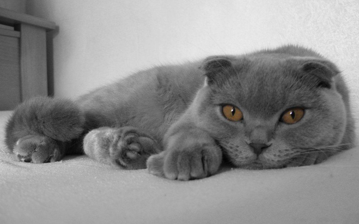 Серая вислоухая кошка