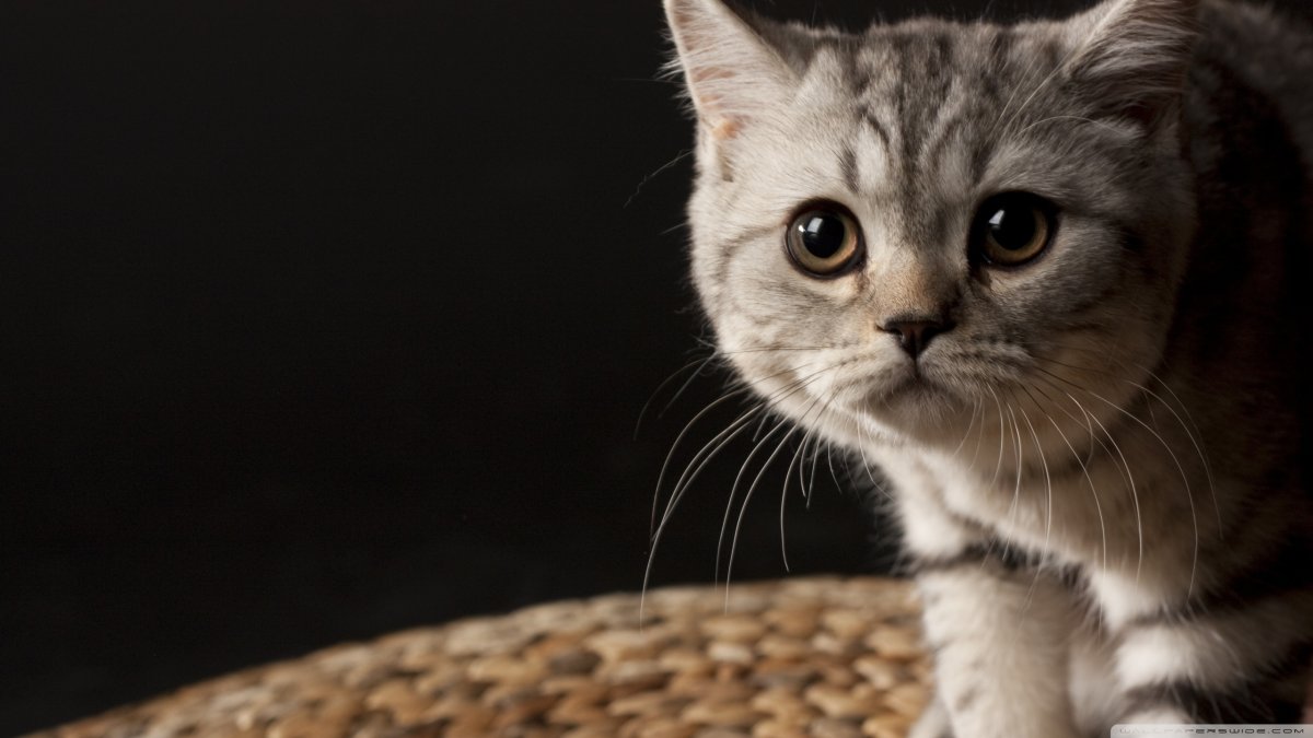 Скоттиш страйт