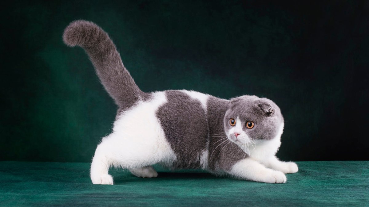 Кот Манчкин вислоухий