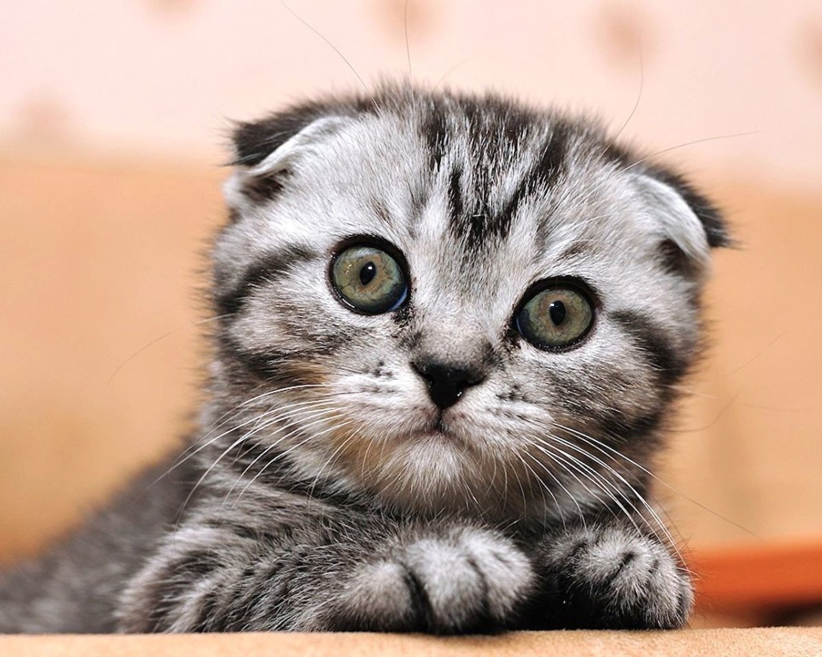 Шотландская вислоухая кошка