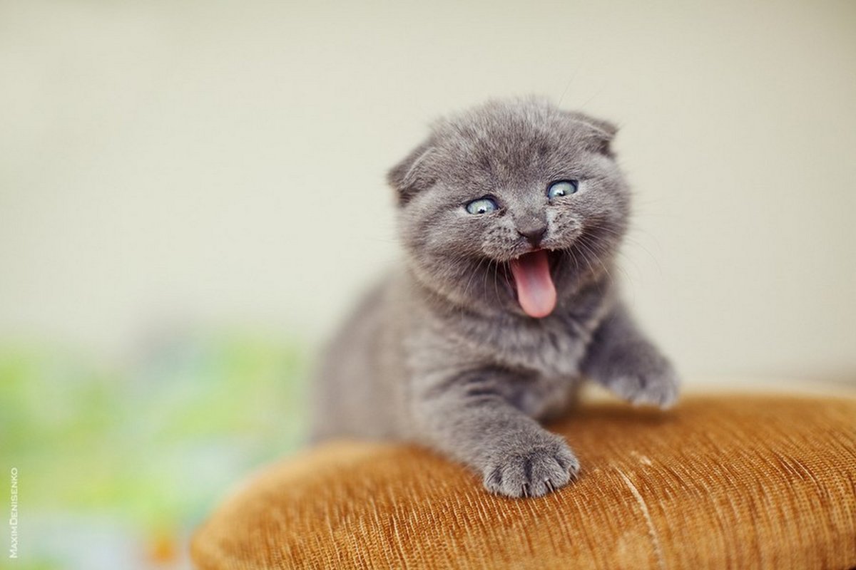 Шотландский вислоухий котенок серый