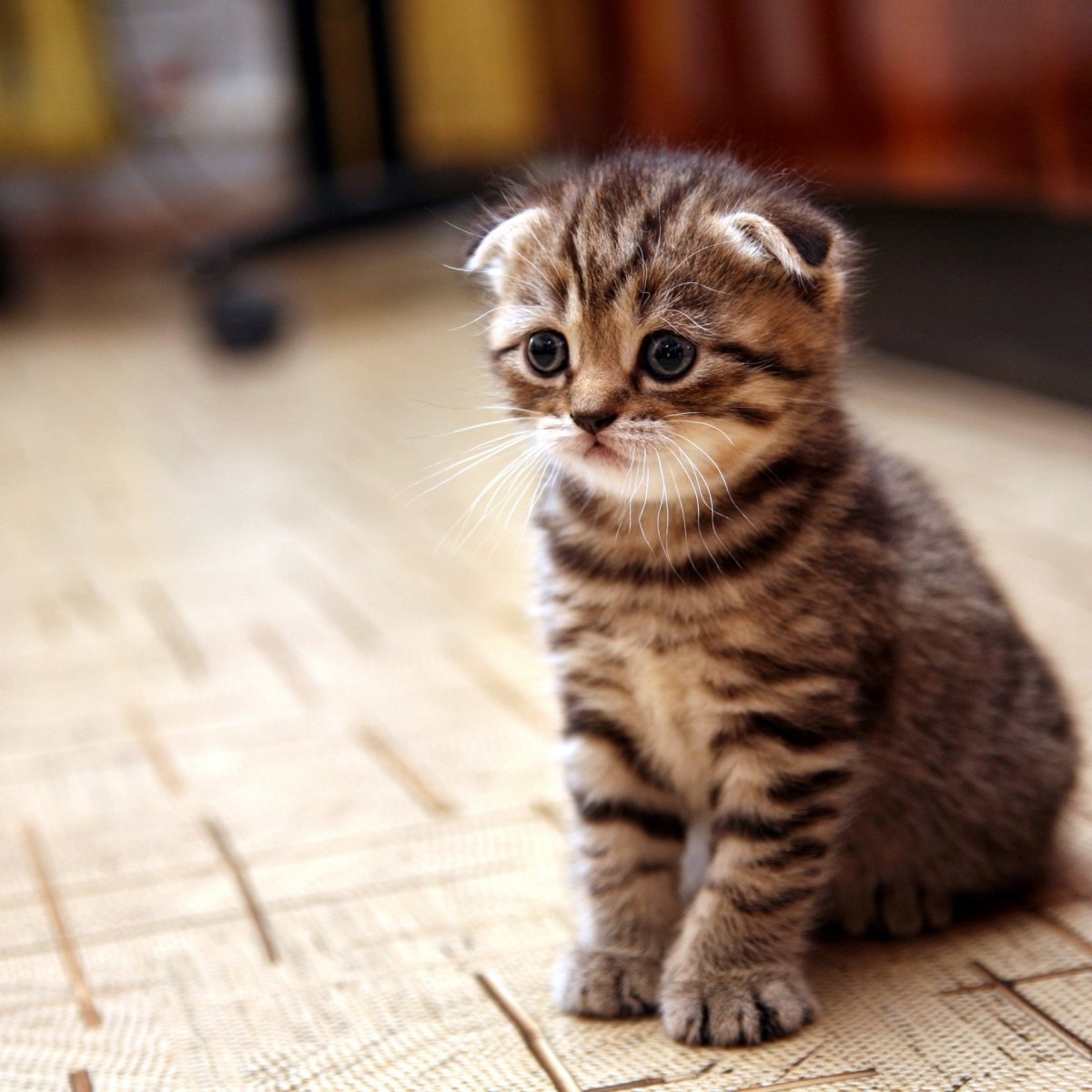 Шотландские котята полосатые