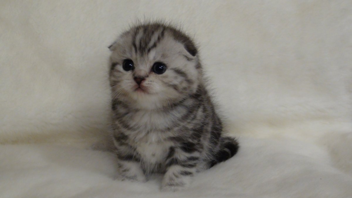 Маленькие котята Шотландские вислоухие