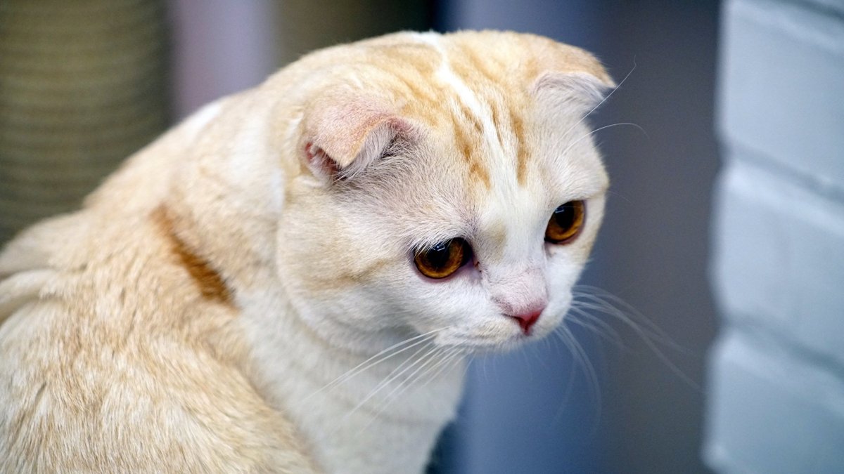 Уши шотландских вислоухих кошек