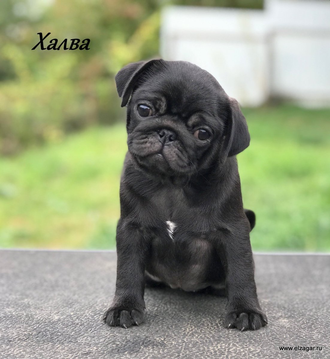 Карликовый Мопс черный