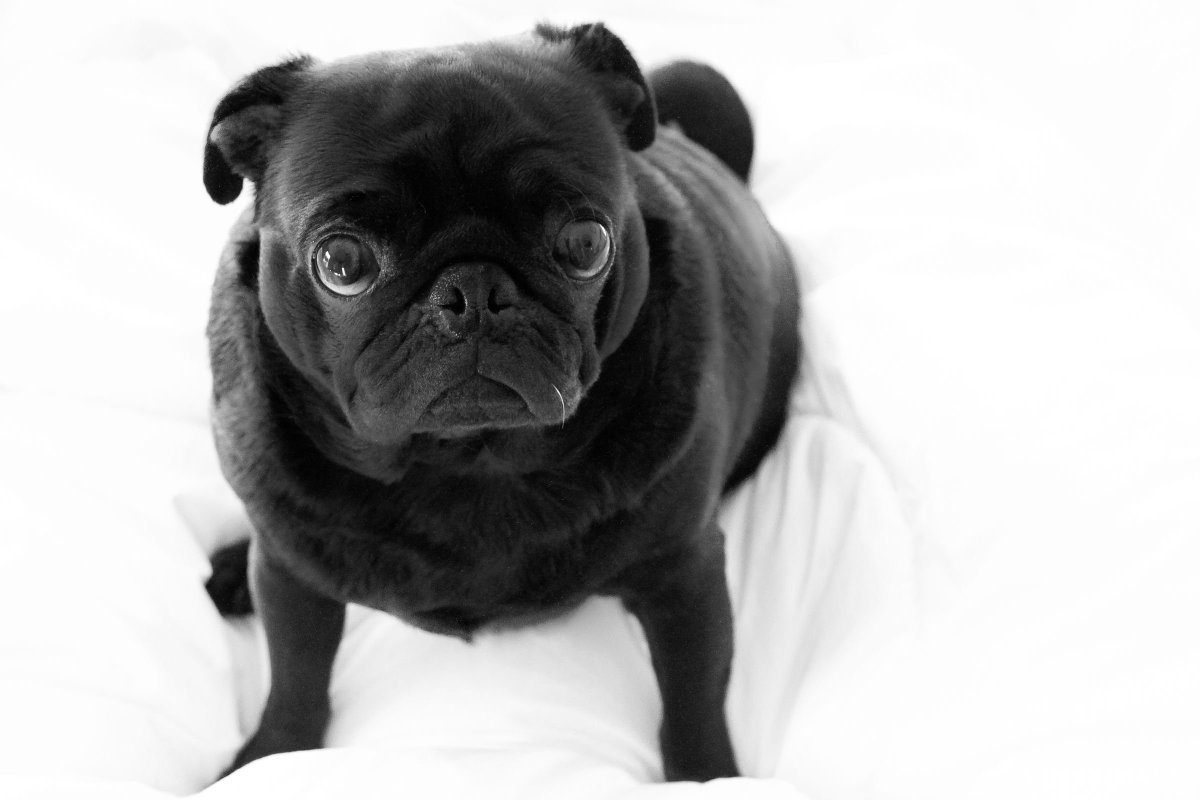 Шоколадный Мопс