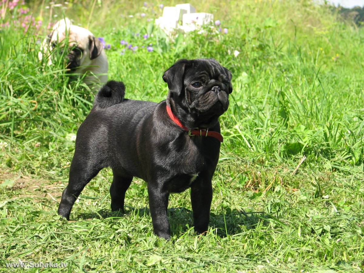 Щенок МОПСА со спины