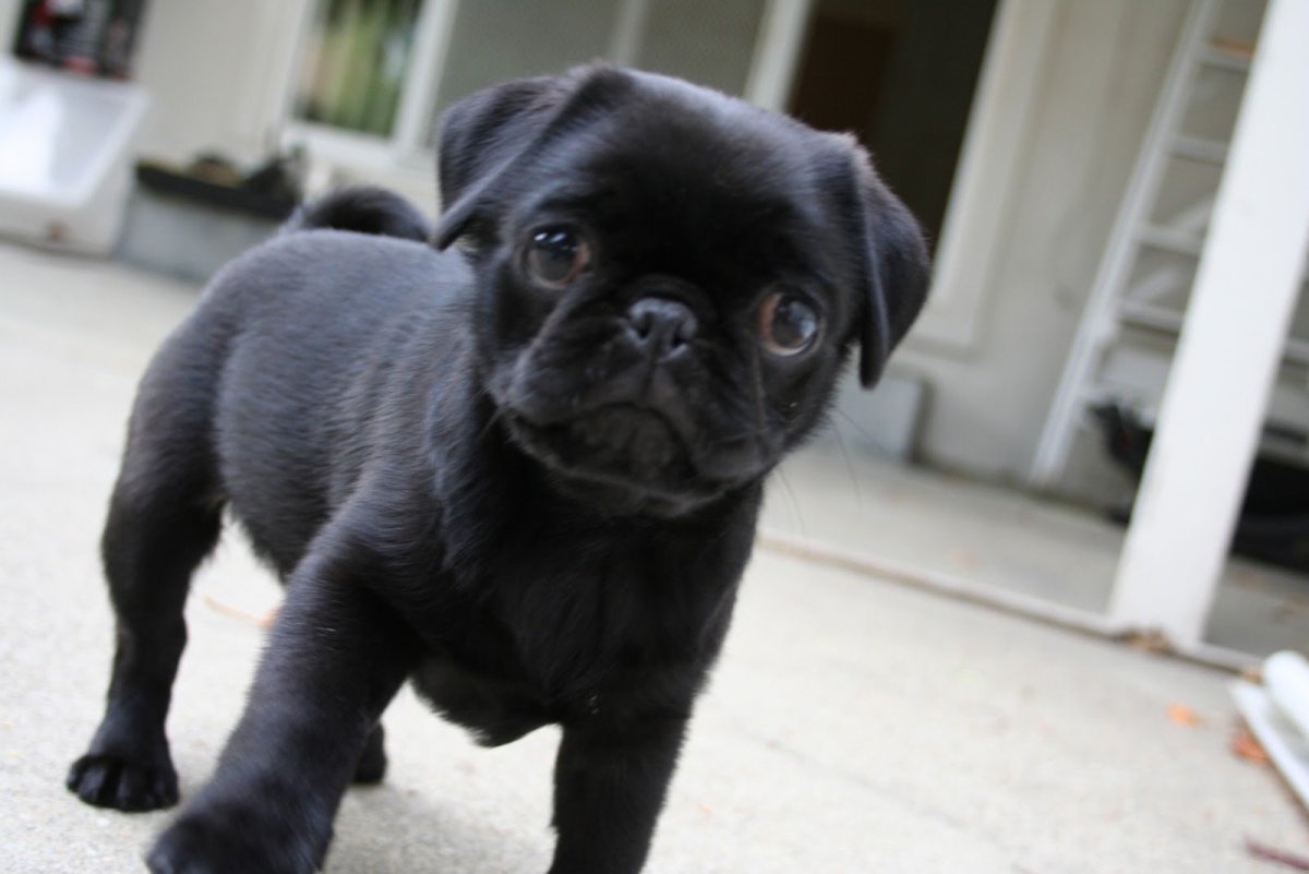 Мопс малыш черный