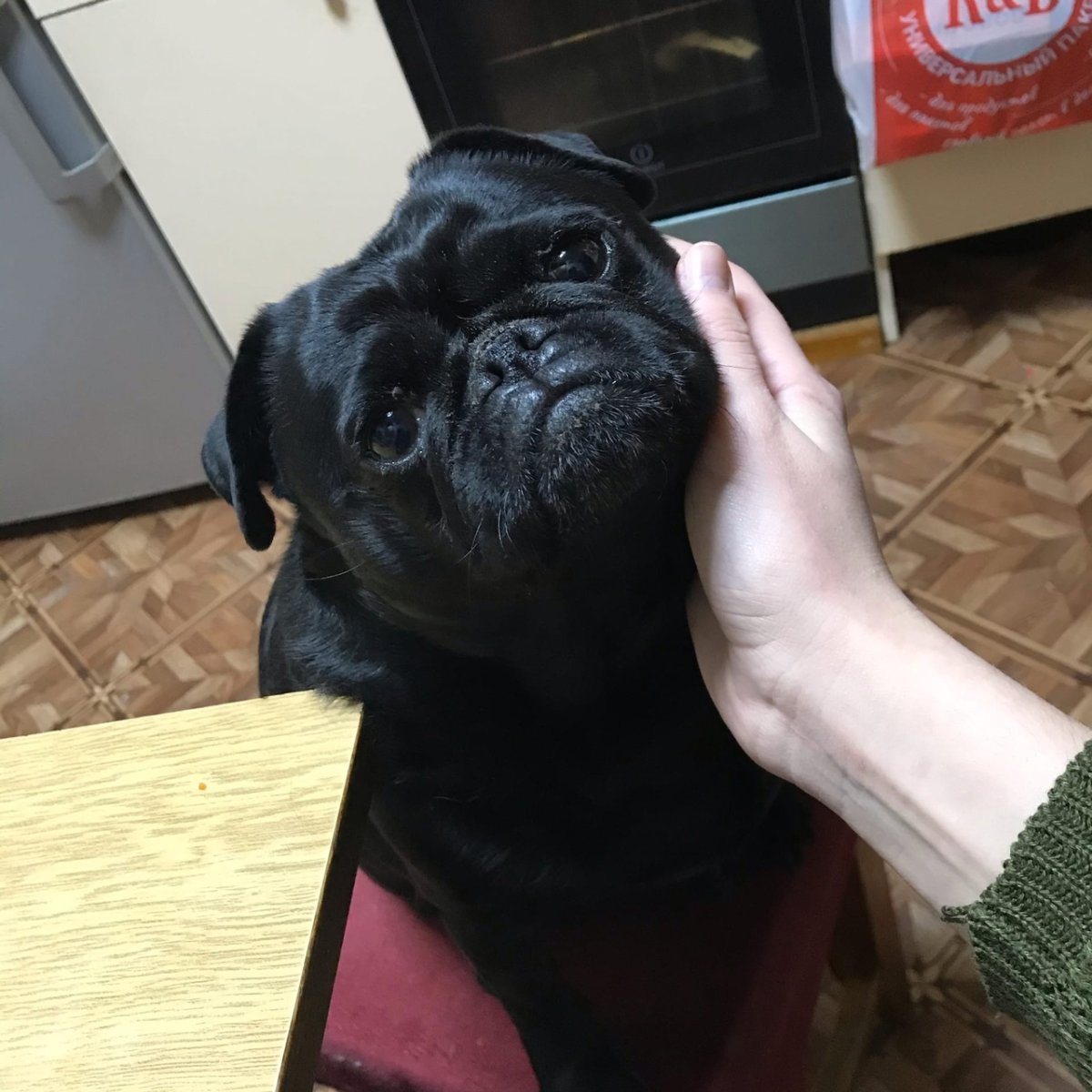 Карликовый Мопс черный