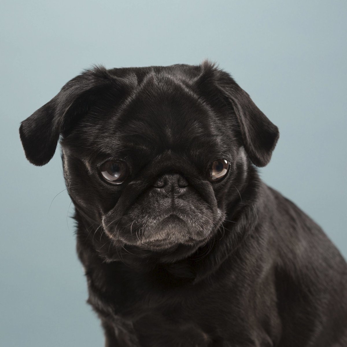 Мопс черный
