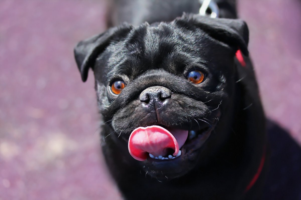 Карликовый Мопс черный