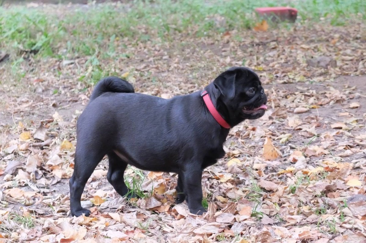 Фото мопсов по черного окраса