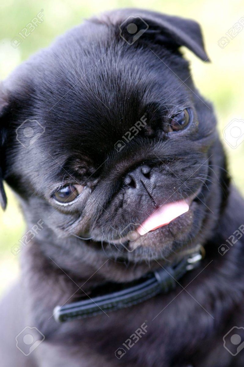 Карликовый Мопс черный