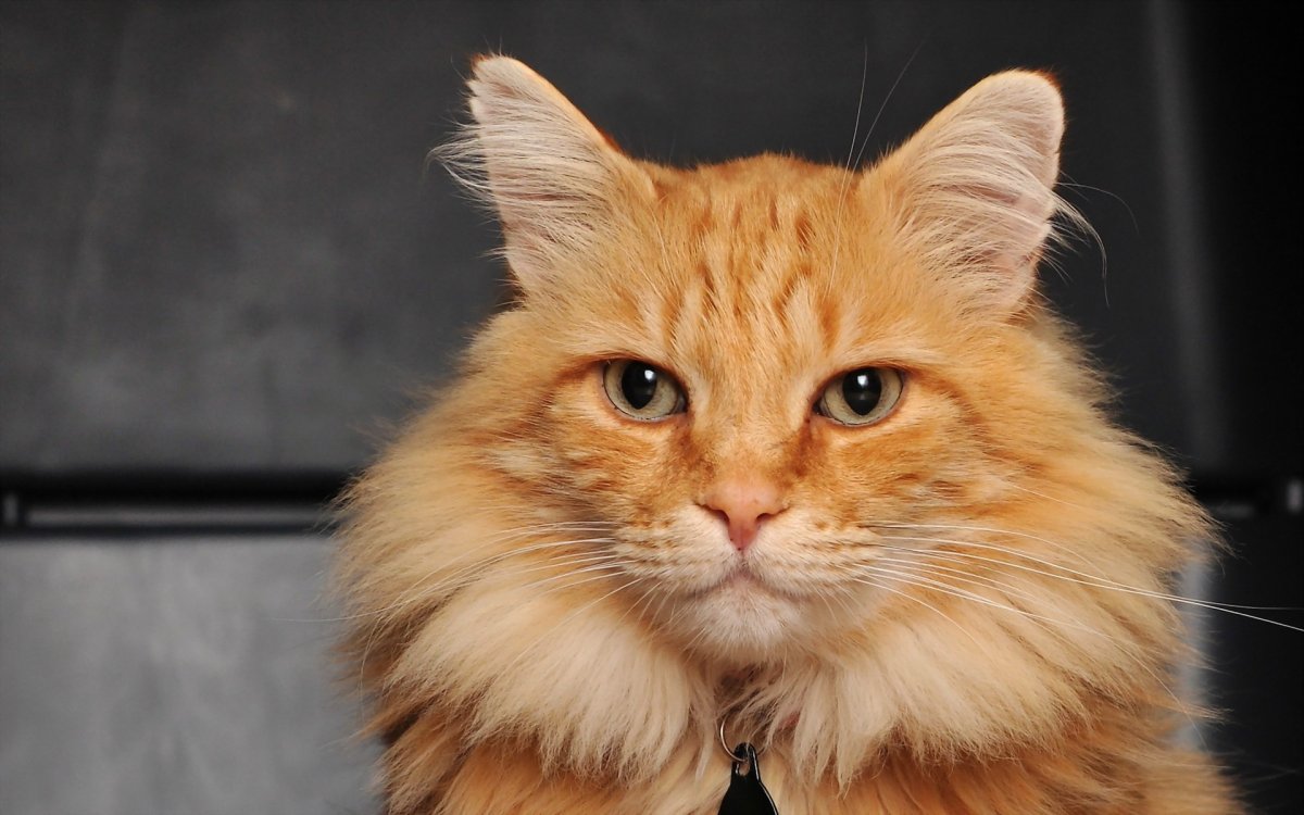 Рыжая пушистая кошка