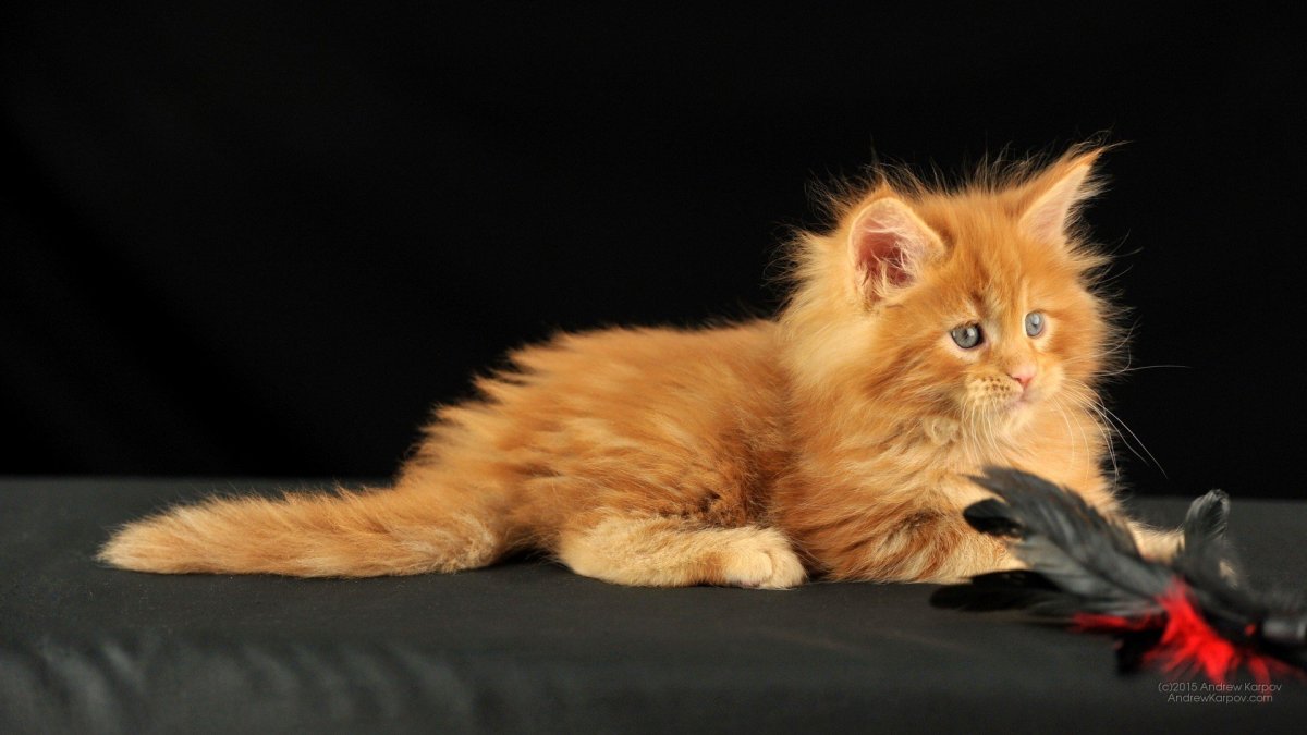 Киттен Мейн кун