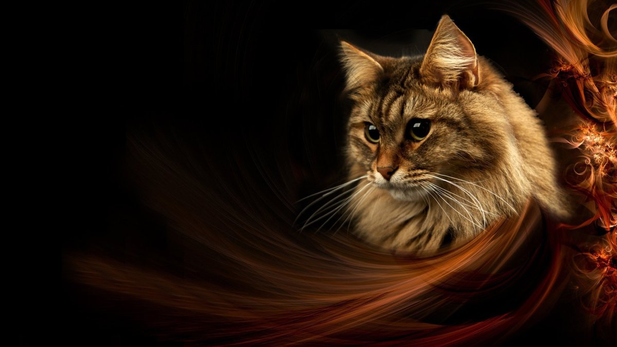 Фон для рабочего стола с котами