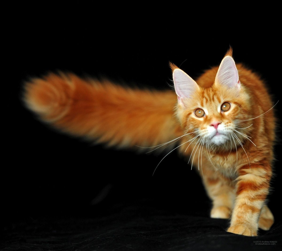 Черно рыжий Мейн кун