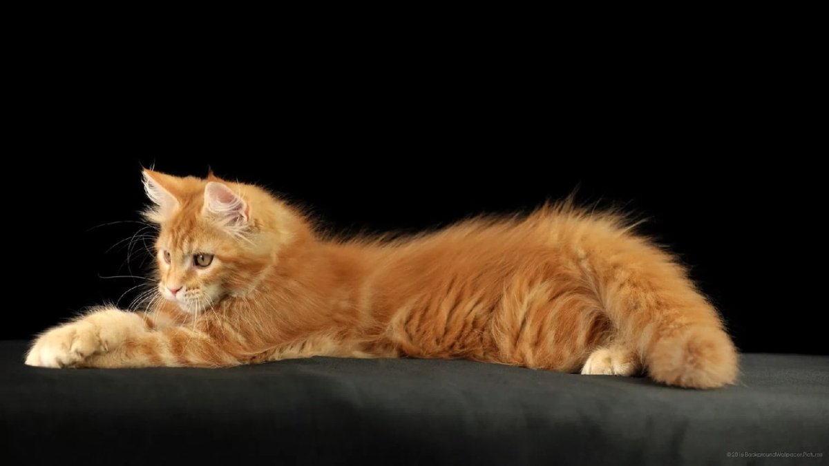 Кот Мейн кун оранжевый