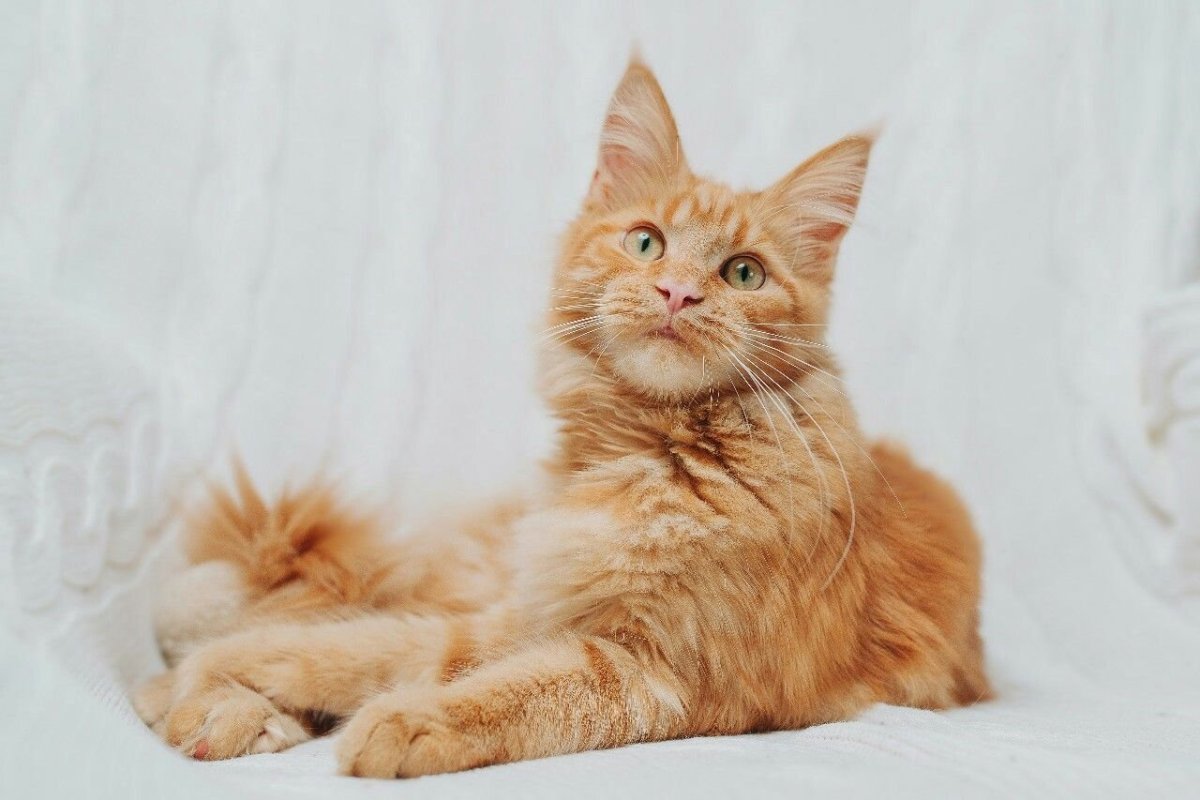 Рыжий Мейн кун с голубыми глазами