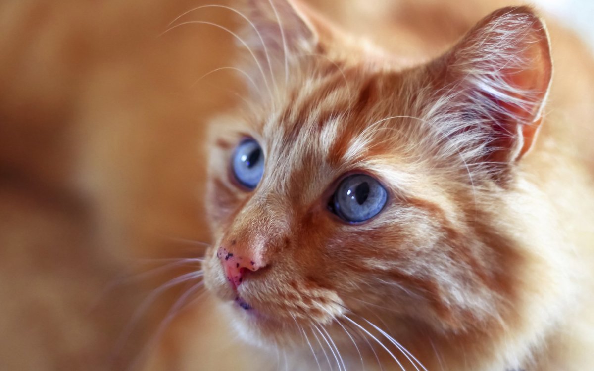 Рыжие коты с голубыми глазами