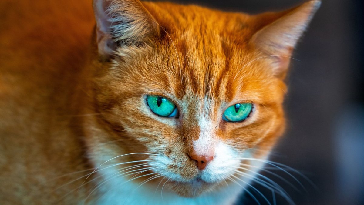 Рыжий кот с голубыми глазами