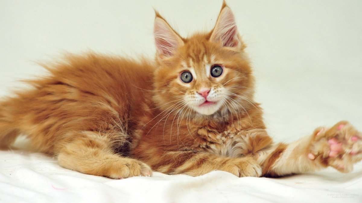 Мейн кун рыжий