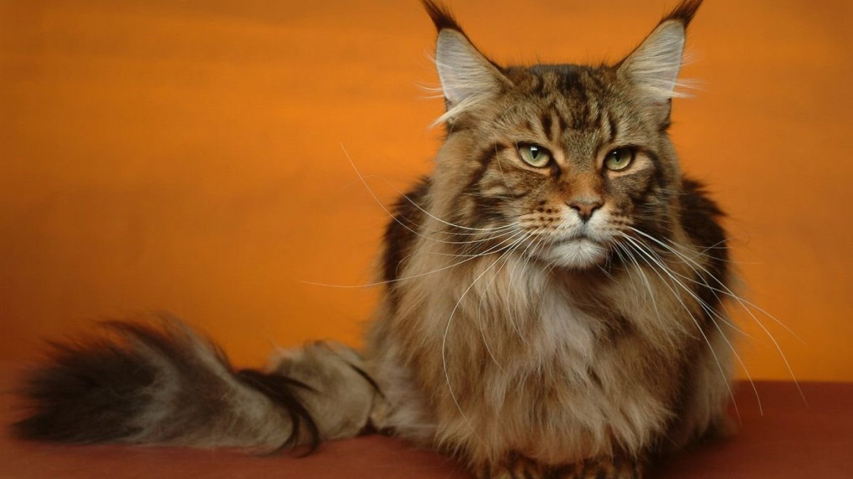 Короткошерстные Мейн куны