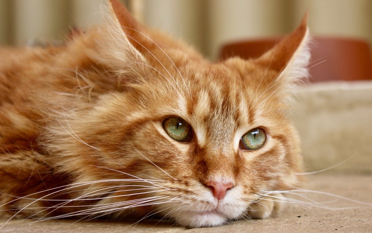 Кот мэйкун рыжий